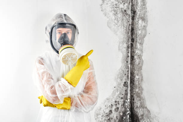 Why You Should Choose Our Mold Remediation Services in Northwest Ithaca, NY